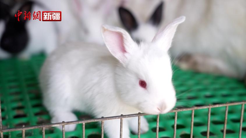 新疆阿瓦提：发展肉兔养殖 “蹦”出新的致富路