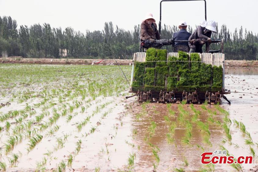 Farmers work on a rice seedling transplanter in a saltwater rice field in Kashgar, northwest China's Xinjiang Uyghur Autonomous Region, May 13, 2024. (Photo: China News Service/Sun Tingwen)

Rice transplanting of around 867 hectares of saltwater rice has started in Xinjiang.
