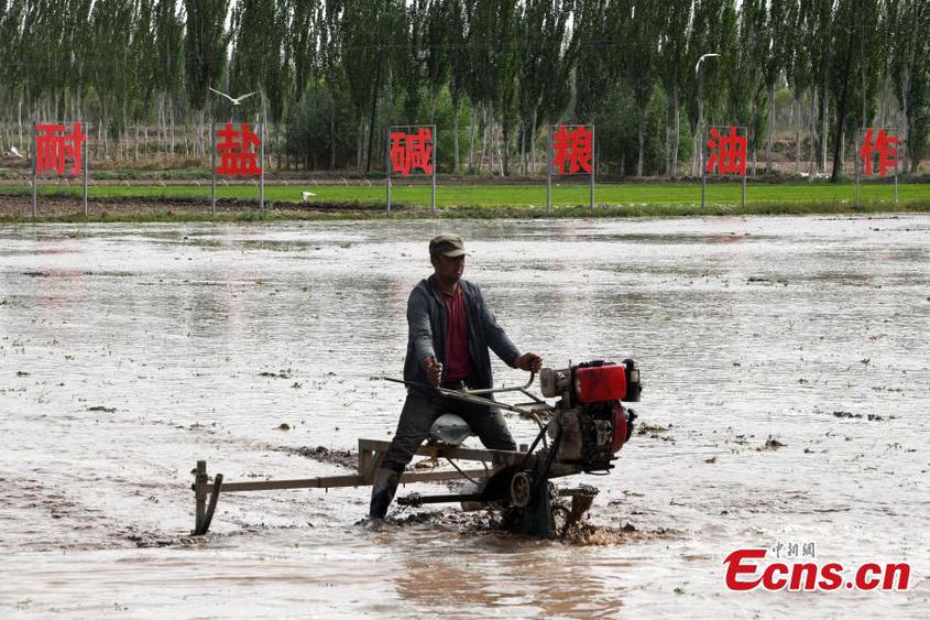 Farmers work on a rice seedling transplanter in a saltwater rice field in Kashgar, northwest China's Xinjiang Uyghur Autonomous Region, May 13, 2024. (Photo: China News Service/Sun Tingwen)