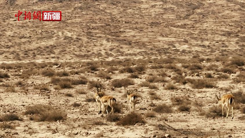 新疆新和县：国家级保护动物在科克阿斯曼大峡谷漫步