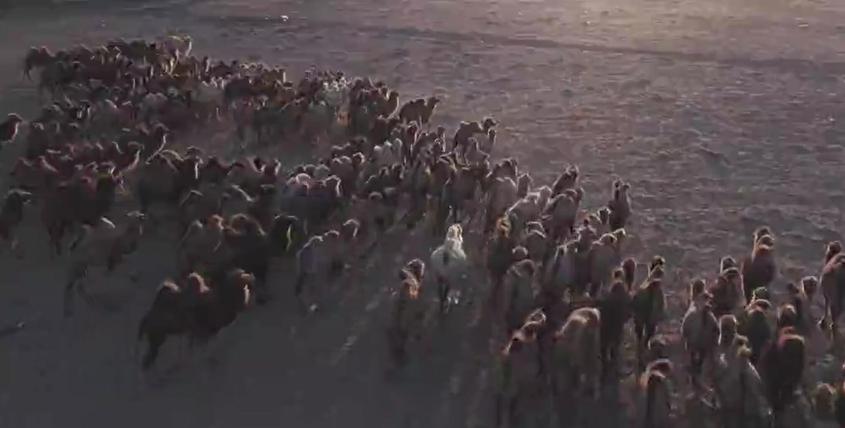 新疆吉木乃县万驼园给骆驼做B超 驼农开启“智慧养殖”