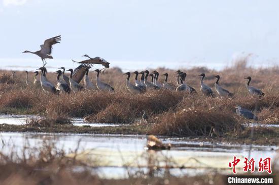图为在草海国家级自然保护区越冬的黑颈鹤。刘广惠摄 图为在草海国家级自然保护区越冬的黑颈鹤。刘广惠摄