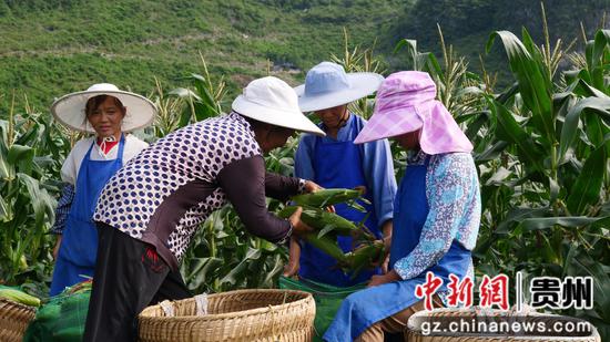 村民在采收鲜食玉米