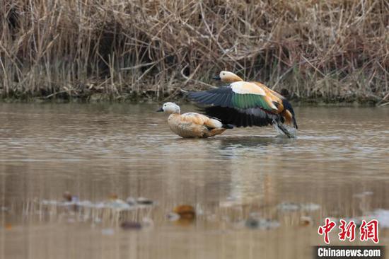图为在草海国家级自然保护区越冬的候鸟。刘广惠摄 图为在草海国家级自然保护区越冬的候鸟。刘广惠摄