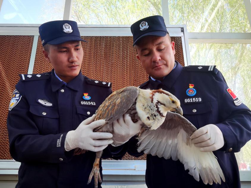 民警巡逻途中成功救助一只国家二级重点保护动物暗腹雪鸡