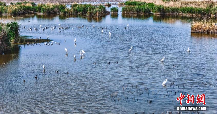 新疆呼图壁县百泉湖湿地：水鸟栖息生态美