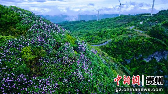 道真阔柄杜鹃竞相开放 道真阔柄杜鹃竞相开放