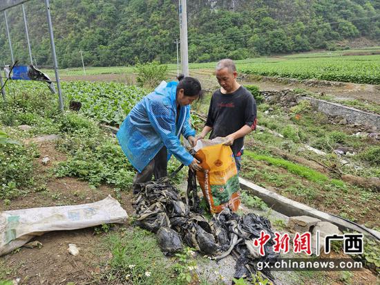 图为烟农进行烟田地膜回收。吴绍祥 摄 图为烟农进行烟田地膜回收。吴绍祥 摄