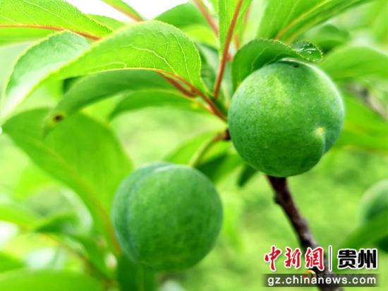 蜂糖李树上已挂满了果。 蜂糖李树上已挂满了果。
