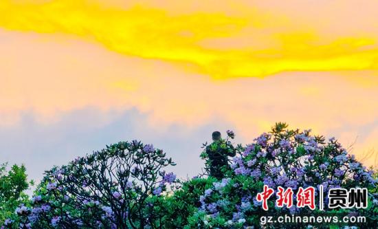 道真阔柄杜鹃竞相开放 道真阔柄杜鹃竞相开放