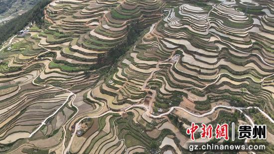 贵州罗甸：科技护航粮食安全 11万亩水稻栽秧忙