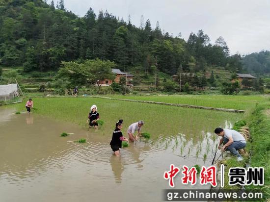 贵州台江：秧苗移栽正当时 抢抓农时助增收