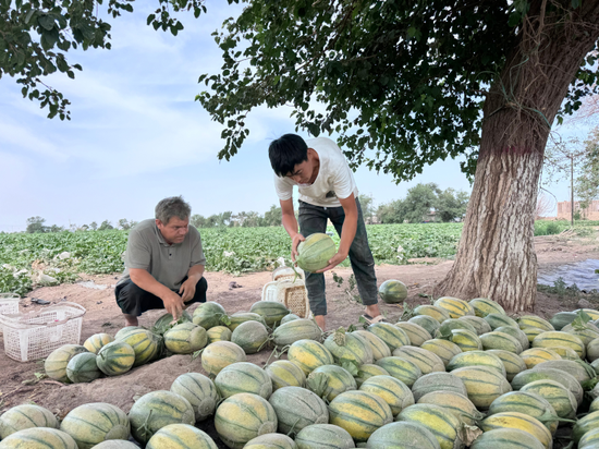 阿瓦提村种植户阿不力克木·吐尔逊正在地头向过往客商介绍他家的“老汉瓜”。黄文娟摄