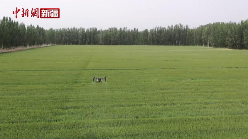 新疆阿克苏市34.1万亩小麦抽穗扬花 丰收在望