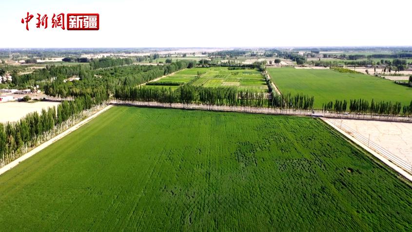 新疆沙雅县：加强小麦田间管理 确保夏粮丰产丰收