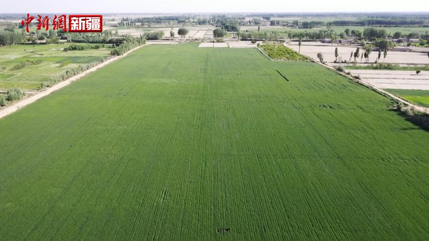 新疆阿瓦提县32万亩小麦长势喜人 夏粮丰收在望