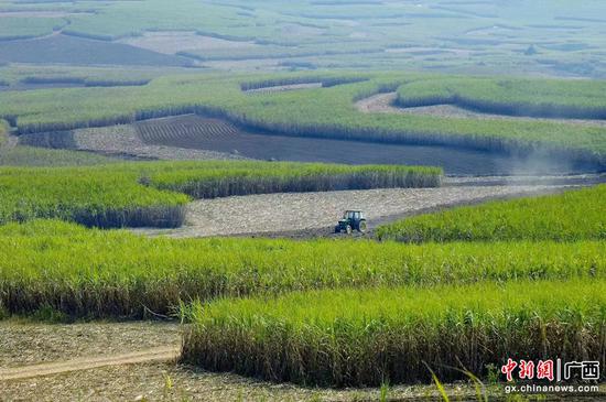 图为南宁分行信贷支持企业开展蔗料种植、管护等