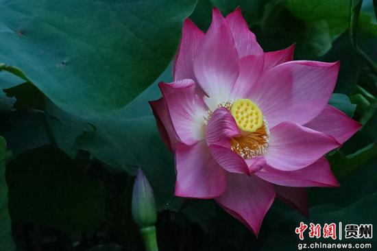5月29日，拍摄安龙十里荷塘首批盛开的荷花，娇艳欲滴。江禾 摄