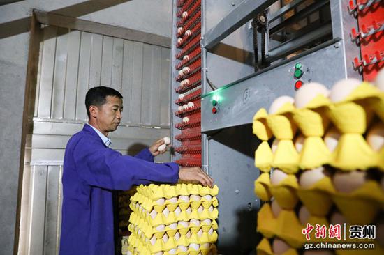 图为蛋鸡养殖场工人在分拣自动传输器送来的鸡蛋。杨洁茹 摄