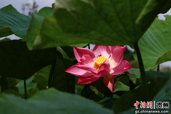 5月29日，拍摄安龙十里荷塘首批盛开的荷花，娇艳欲滴。江禾 摄