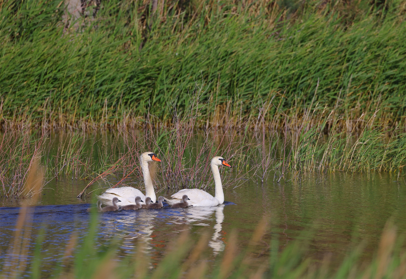 新疆艾比湖湿地候鸟已开启“溜娃”模式