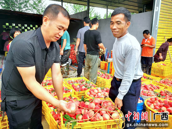 桂林灌阳县“市场”建在果园中 桃李芬芳惹人醉