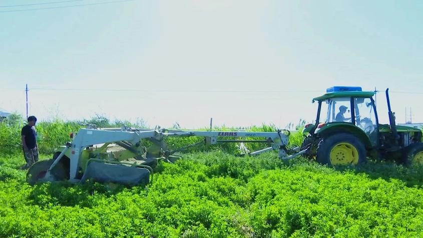 在托里鎮(zhèn)基布克村種植戶王政華的苜蓿地里，大片苜蓿綠地流青溢翠、清香撲鼻，長(zhǎng)勢(shì)喜人，大型收割機(jī)往來(lái)穿梭其中，有條不紊地作業(yè)。王政華說(shuō)：“今年種植了100畝苜蓿，現(xiàn)在都是機(jī)械化收割，預(yù)計(jì)5天左右就可以收割完?！? data-link=