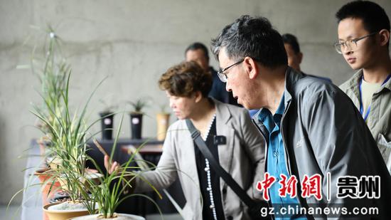 6月10日，市民在贵州省大方县奢香古镇选购兰花。周训贵摄