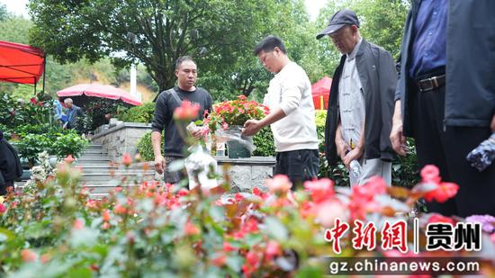 6月10日，市民在市民在贵州省大方县奢香古镇选购奇花异草。周训贵摄