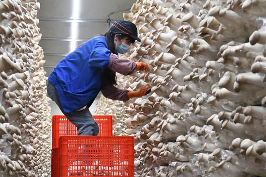 贵州贵旺生物科技有限公司工人正在采摘工厂化生产的杏鲍菇
