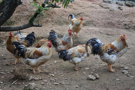 生态放养的七百弄鸡（唐圣涛 摄）  (1)