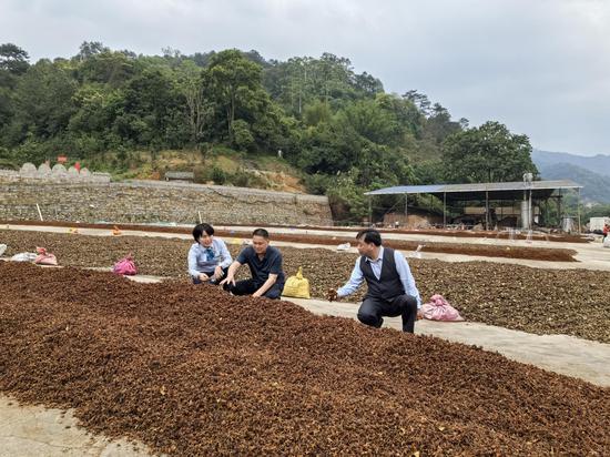 农业银行客户经理向八角种植户了解采摘情况。凌钰 摄