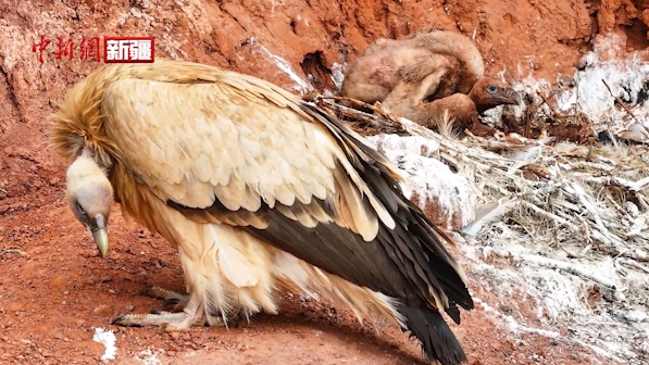 新疆温宿：大峡谷惊现珍稀秃鹫巢穴
