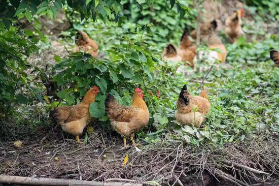 生态放养的七百弄鸡（唐圣涛 摄）  (2)