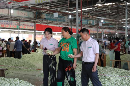 农行横州支行客户经理向收购商了解茉莉花收购情况。黄金洁 摄