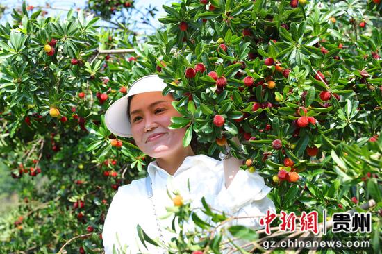 游客在采摘杨梅。张美摄 游客在采摘杨梅。张美摄