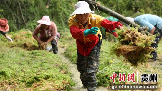 6月14日,村民在贵州省大方县长石镇山坝村海花种植基地采收海花。周训贵 摄 6月14日,村民在贵州省大方县长石镇山坝村海花种植基地采收海花。周训贵 摄