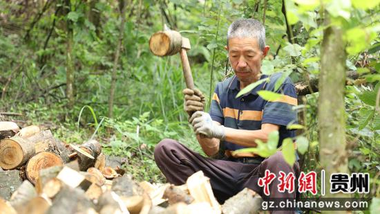 工人正在加工天麻种植所需木材。 工人正在加工天麻种植所需木材。