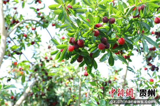 鲜润欲滴的杨梅。张美摄 鲜润欲滴的杨梅。张美摄