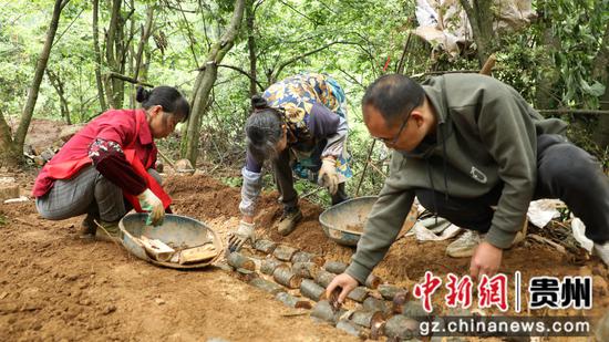 工人正在摆放木材 工人正在摆放木材