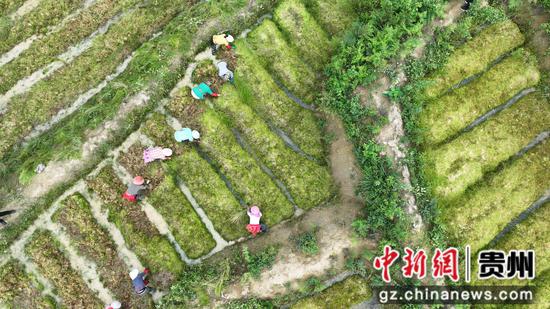 6月14日,村民在贵州省大方县长石镇山坝村海花种植基地采收海花航拍。周训贵 摄 6月14日,村民在贵州省大方县长石镇山坝村海花种植基地采收海花航拍。周训贵 摄