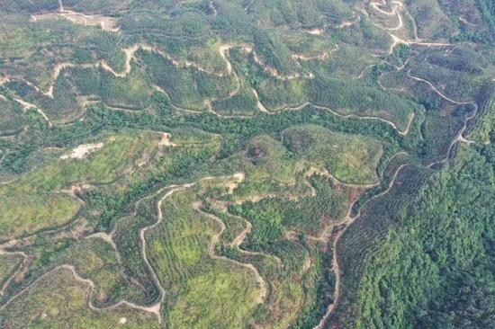 防城港市防城区国储林建设项目。