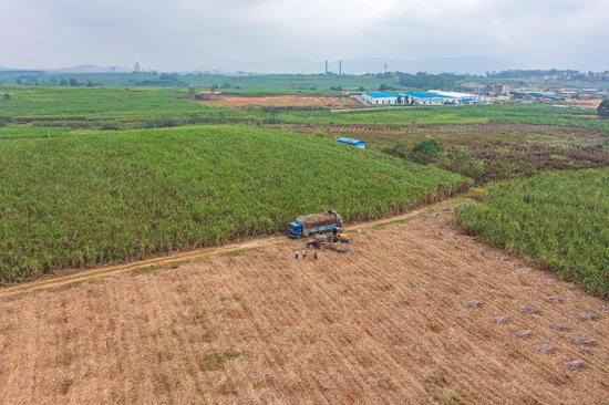防城港市上思县糖料蔗收割现场。