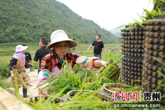 农户正在搬运秧苗 农户正在搬运秧苗