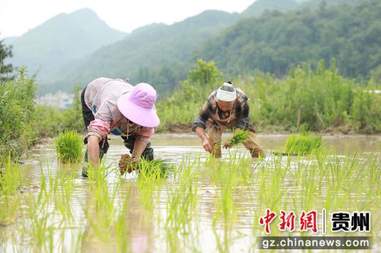 农户正在插秧 农户正在插秧