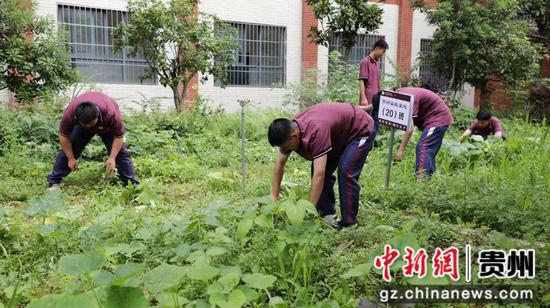 学生在劳动中。张海生摄 学生在劳动中。张海生摄