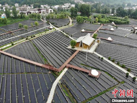 6月19日,航拍纳雍县寨乐蓝莓基地。中新网记者 石小杰 摄 6月19日,航拍纳雍县寨乐蓝莓基地。中新网记者 石小杰 摄