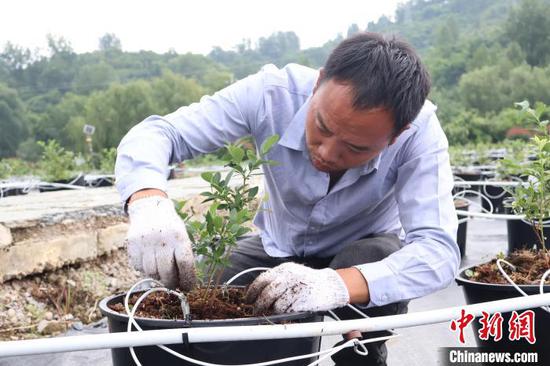 6月19日,纳雍县寨乐蓝莓基地的工作人员正在除草管护。中新网记者 石小杰 摄 6月19日,纳雍县寨乐蓝莓基地的工作人员正在除草管护。中新网记者 石小杰 摄