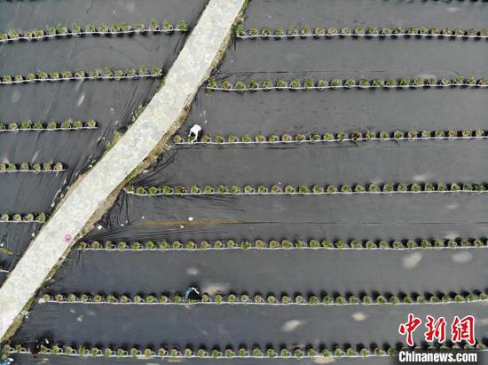 夏日里,走进贵州省毕节市纳雍县寨乐蓝莓基地,一排排蓝莓树苗整齐排列,工作人员正忙着除草管护。2024年3月,寨乐蓝莓基地在民革四川省委的帮扶下建设完成,基地占地面积约100亩,以“莓”为媒,助力农民增收。图为6月19日,航拍贵州省纳雍县寨乐蓝莓基地。中新网记者 石小杰 摄 夏日里,走进贵州省毕节市纳雍县寨乐蓝莓基地,一排排蓝莓树苗整齐排列,工作人员正忙着除草管护。2024年3月,寨乐蓝莓基地在民革四川省委的帮扶下建设完成,基地占地面积约100亩,以“莓”为媒,助力农民增收。图为6月19日,航拍贵州省纳雍县寨乐蓝莓基地。中新网记者 石小杰 摄