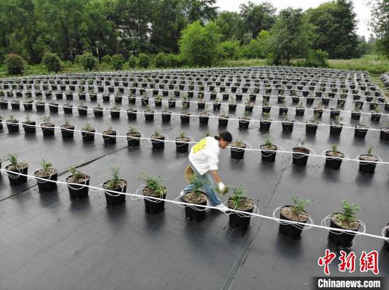 6月19日,纳雍县寨乐蓝莓基地的工作人员正在除草管护。中新网记者 石小杰 摄 6月19日,纳雍县寨乐蓝莓基地的工作人员正在除草管护。中新网记者 石小杰 摄